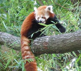 Red Panda